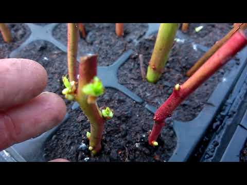 Видео: Запоздалое черенкование голубики зимними черенками ...