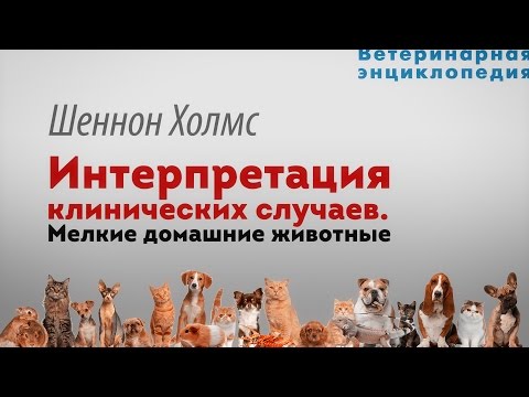 Видео: Интерпретация клинических случаев.  Рентген мелких домашних животных