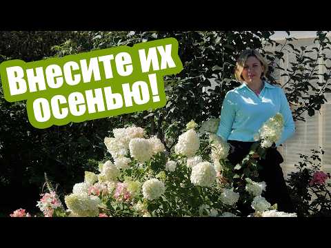 Видео: Удобрения осенью: как и что вносить под растения и в почву