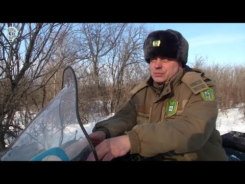 Видео: Сколько лосей и косуль живут в лесах Новосибирской области?