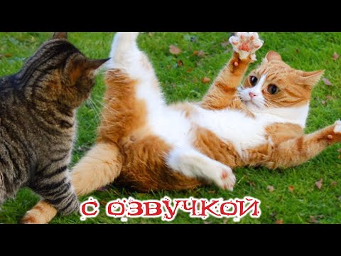 Видео: Приколы с котами! Смешные коты! С ОЗВУЧКОЙ! Самые смешные животные!!!