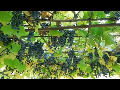 Видео: Виноградный сок на соковарке Делаем на даче