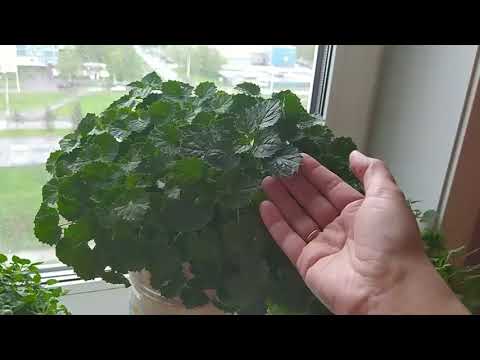 Видео: Мои кампанулы в мае