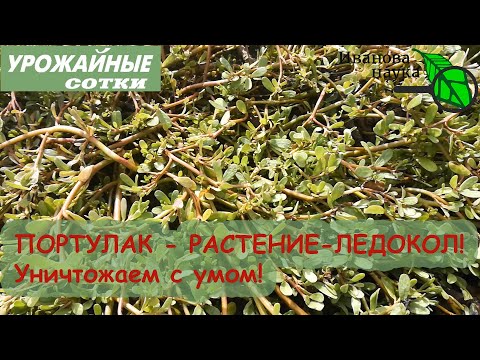 Видео: ЕСЛИ ПОРТУЛАК ЖИВЕТ У ВАС В ОГОРОДЕ - НЕ УНИЧТОЖАЙТЕ ЕГО ПОЛНОСТЬЮ! Избавляемся от портулака с умом!