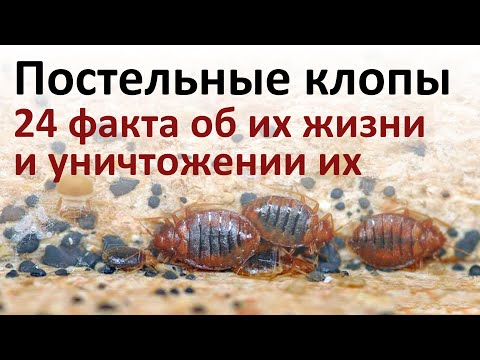 Видео: Все, что нужно знать о постельных клопах, чтобы быстро от них избавиться