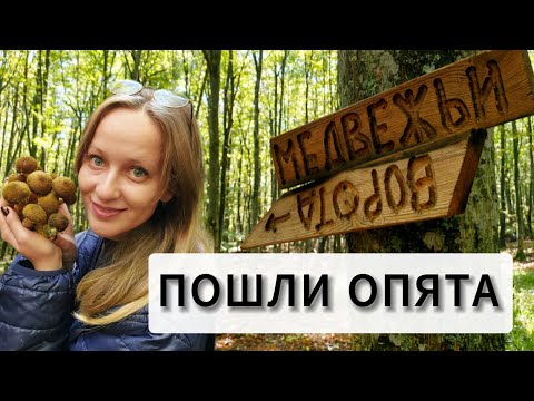 Видео: ГРИБЫ В ЛЕСУ 01.10.2025