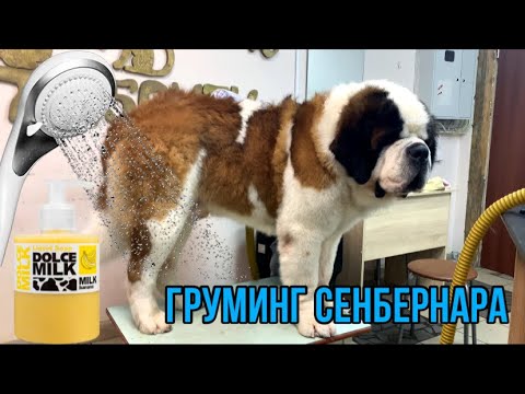 Видео: Сенбернар впервые на ГРУМИНГЕ | Как помыть большую собаку?