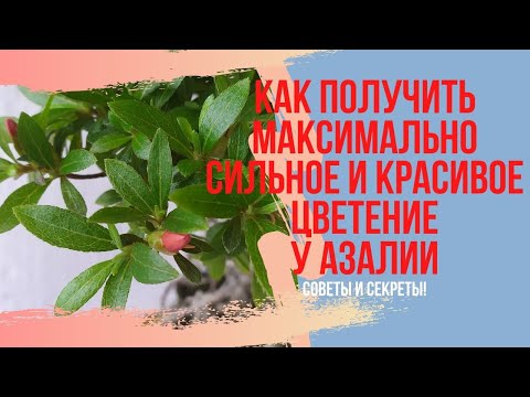 Видео: Уход за азалиями бонсай перед их цветением. Советы по подготовке к цветению азалий бонсай.