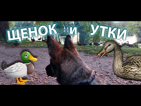 Видео: Щенок и утки. ТОРтик в утином царстве.🐶🦆