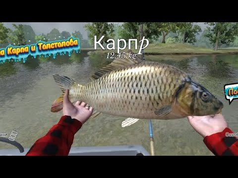 Видео: Рыбалка на карпа и толстолоба!