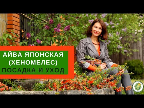 Видео: ЯПОНСКАЯ АЙВА (ХЕНОМЕЛЕС) - посадка, уход и размножение