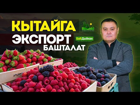 Видео: Мөмө жемиштерди кандай жол менен Кытайга сатабыз! Бай Дыйкан бул маселени кантип чечип жатат.