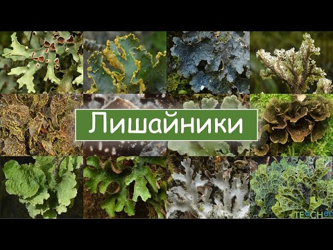 Видео: Лишайники