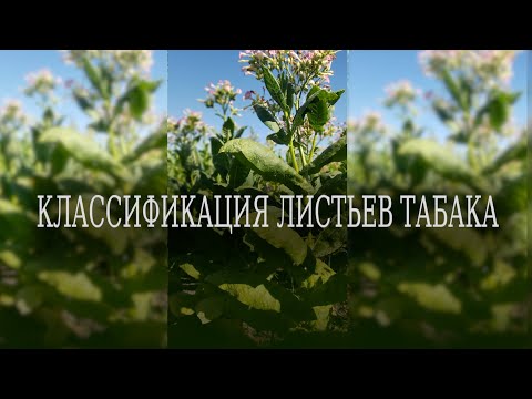 Видео: Классификация листьев табака