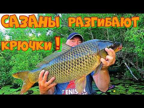 Видео: УДАЧНАЯ РЫБАЛКА на НОВОМ Водоеме ! Ловля КАРПА и САЗАНА на УДОЧКУ с БОКОВЫМ КИВКОМ .