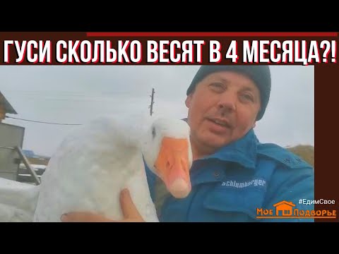 Видео: Гуси: вес в 4 месяца, чем кормить гусей перед забоем?! "Мое Подворье"