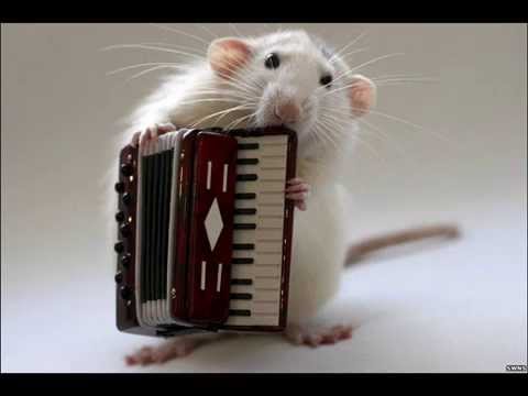 Видео: Группа Диалог Мышонок и гармонь