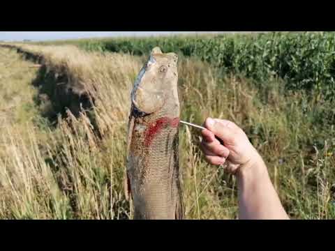 Видео: Охота и рыбалка с рогаткой на большой воде.