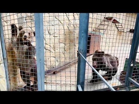 Видео: Страшнее медведя зверя нету! Даже сам медведь его боится! Лейла и ее друг - кто кого пугает?