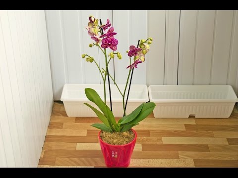 Видео: ПЕРЕСАДКА ОРХИДЕИ ПОСЛЕ ПОКУПКИ #2