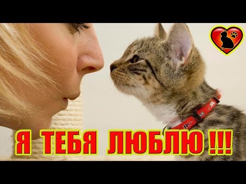 Видео: Так Вот Каких Людей Любят Кошки! Каких Людей Выбирают Кошки?!