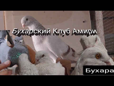 Видео: Голуби Бухары от Амона Хаджа Масть Белые и Другие,Bukhara Pigeons from Amon Hajj Suit White  Others!