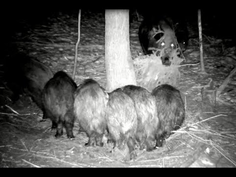 Видео: Семейные хлопоты диких кабанов.