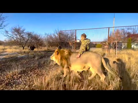 Видео: ВАУ! Лев-вожак  В ГНЕВЕ! Он пришёл навести порядок среди львов и ЗАЩИТИТЬ НАС!