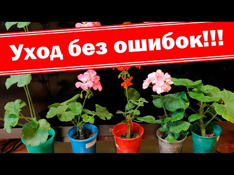 Видео: Выращивание герани (пеларгонии) без ошибок. Черенкование герани осенью, уход, полив, температура
