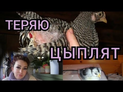 Видео: ‼️Теряю цыплят!//Причины и лечение расклева//Переезд на Кубань//Economy in Russia