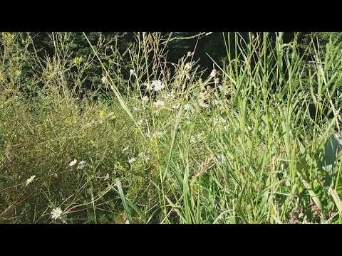 Видео: ЧТО ДЕЛАТЬ С ЖЕНЩИНОЙ, ЧТОБЫ СОХРАНИТЬ ОДЖАС?