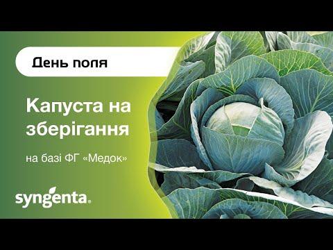 Видео: День поля «Капуста на зберігання», ФГ «Медок»