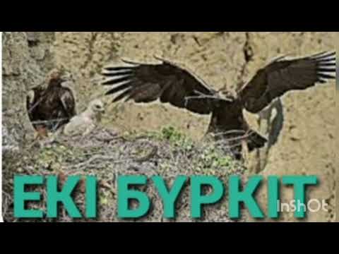 Видео: ЕКІ БҮРКІТ | ӘҢГІМЕ| ТҰРДАҚЫН ЖЕКСЕНБАЙ |