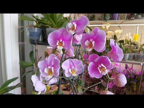 Видео: Из неопубликованного. Орхидеи Анны | Наказала себя таким содержанием ВЫСОХЛИ корни Пошло оно лесом