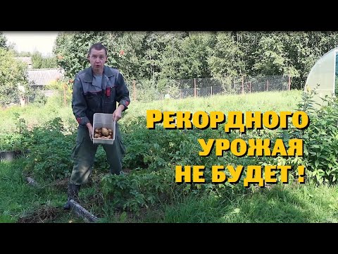 Видео: Наших гусей ВОРУЮТ!//Засуха в огороде//Пасека без мёда .