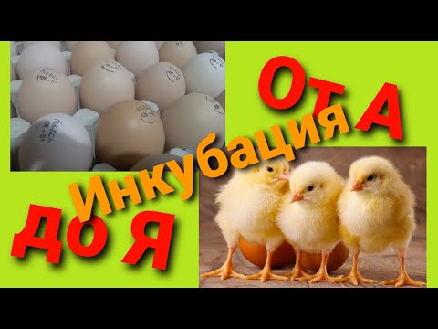 Видео: ПРАВИЛЬНАЯ инкубация бройлера и несушки. Таблица инкубации. Инкубация от А до Я