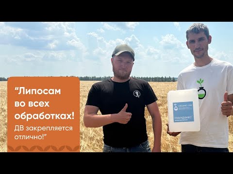 Видео: Практика и результаты применения Граундфикс, Липосам и Биоазот на зерновых культурах 🌾