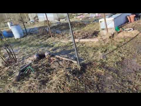 Видео: Ежевика Глория, результат зимовки. 3 год вегетации. 31.03.25