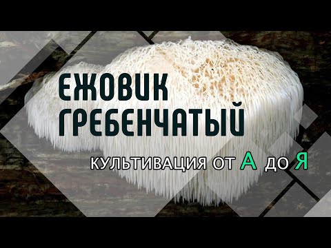 Видео: Как вырастить Ежевик (Ежовик) Гребенчатый дома. Мицелий lion's mane. Грибная ферма.