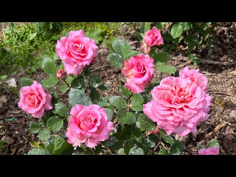 Видео: Как я могла забыть вам это показать?!🫣💔Максимальное цветение первогодок! ♥️♥️♥️Италия 20 мая 2025!