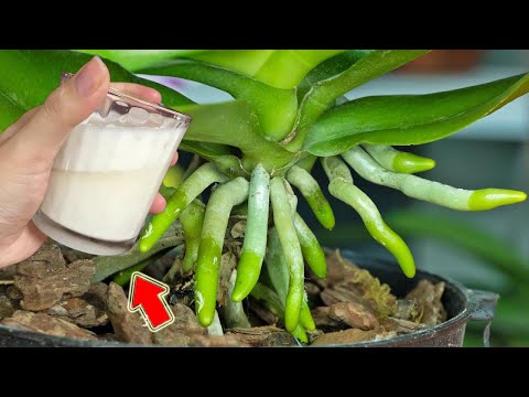 Видео: Всего 1 ложка! Любая орхидея расцветёт и распустится!