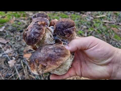 Видео: белых грибов много не бывает! сегодня с друзьями!