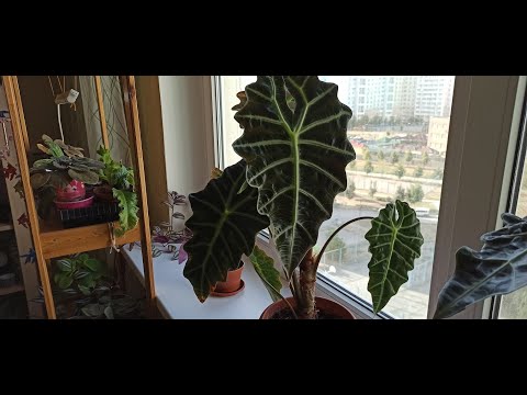 Видео: Мои цветы на северном окне в августе/Алоказии/My plants on the north window/ My alocasias