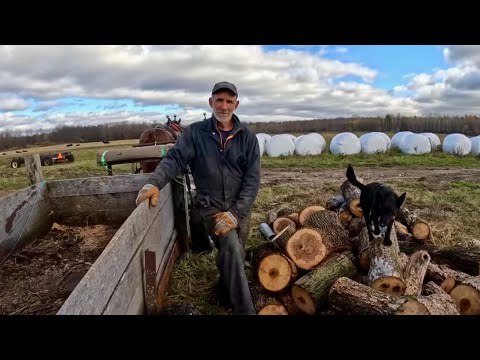 Видео: Что должны ЕСТЬ лошади, чтобы оставаться здоровыми и сильными??!! #861