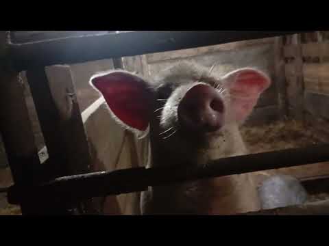 Видео: ОДИН ДЕНЬ ИЗ НАШЕЙ ЖИЗНИ