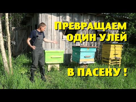 Видео: ПРЕВРАЩАЕМ ОДИН УЛЕЙ В ПАСЕКУ!