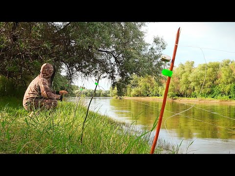 Видео: РЫБАЛКА НА САЗАНА. БЕШЕНЫЙ КЛЁВ НА ЗАКИДУШКИ. На рыбалку с женой. Дикий клёв