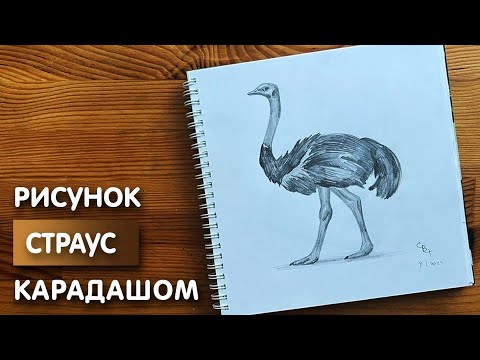 Видео: Как нарисовать страуса карандашом | Рисунок для начинающих поэтапно