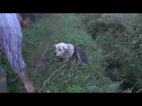 Видео: Спасение выброшеной собачки (ПОЛНАЯ ВЕРСИЯ)