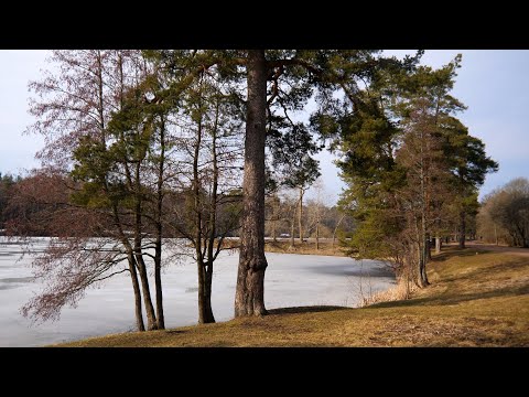 Видео: Ломоносов, весенний лес, Красный пруд 25 марта 2025 года